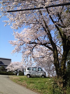 保養間前の桜.jpg