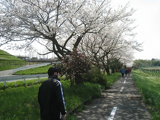 2015春苑桜１.jpg