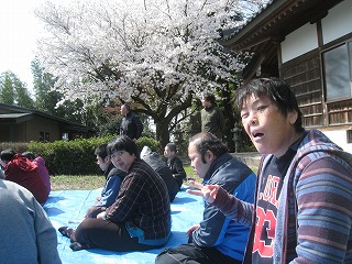 2015春苑桜.jpg