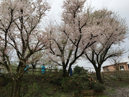 2015桜１.jpg