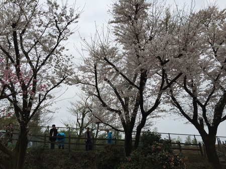 2015桜.jpg