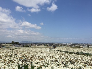 2016なしの花.jpg