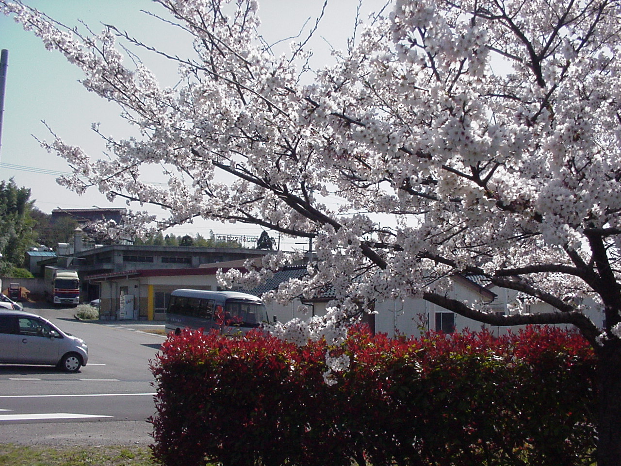 桜開花.JPG